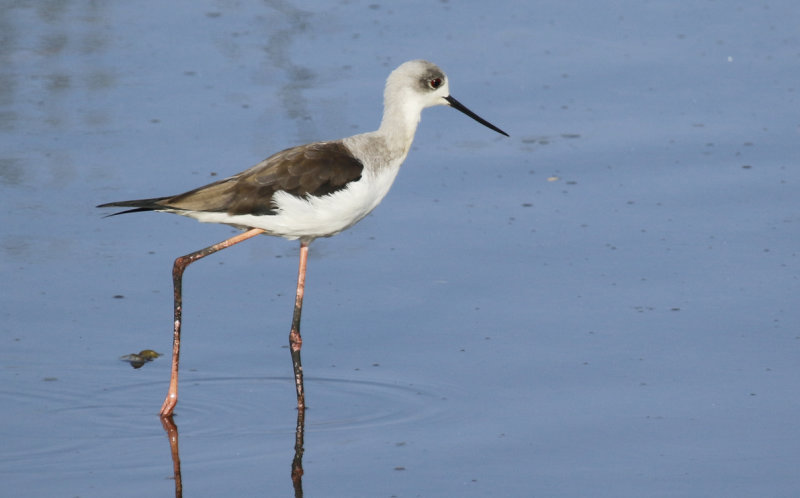 Black-winged Stilt (Himantopus himantopus) Gambia - Kotu Bridge