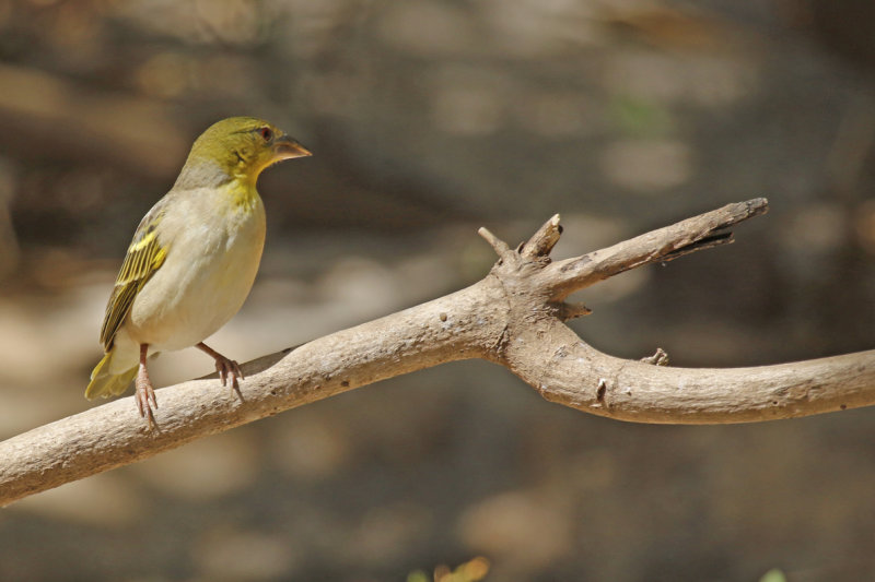 Village Weaver (Ploceus cucullatus) Gambia - Kotu Bridge