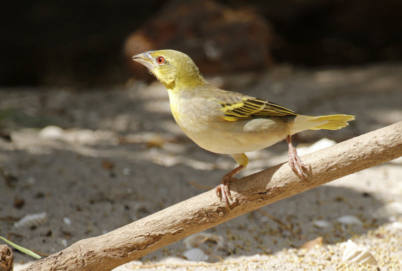 Village Weaver (Ploceus cucullatus) Gambia - Kotu Bridge
