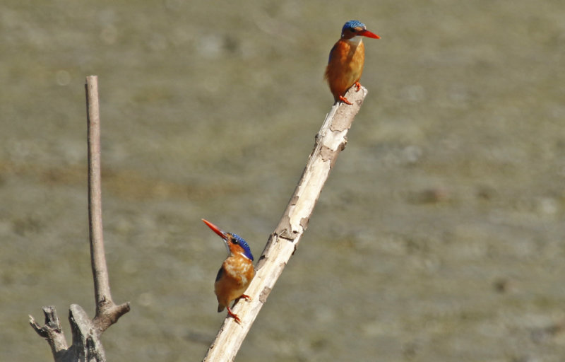 Malachite Kingfisher ssp galeritus (Corythornis cristatus galeritus) Gambia - Kotu Bridge