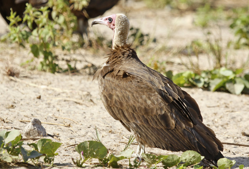 Hooded Vulture (Necrosyrtes monachus) Gambia - Kotu