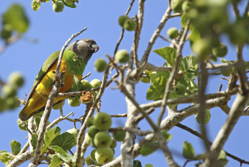 Senegal Parrot (Poicephalus senegalus) Gambia - Brufut Woods
