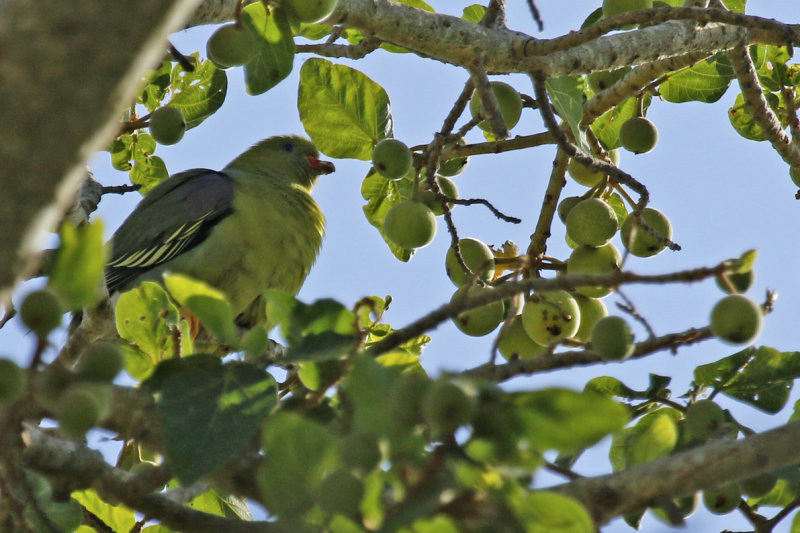 African Green Pigeon ssp nudirostris (Treron calvus nudirostris) Gambia - Brufut Woods