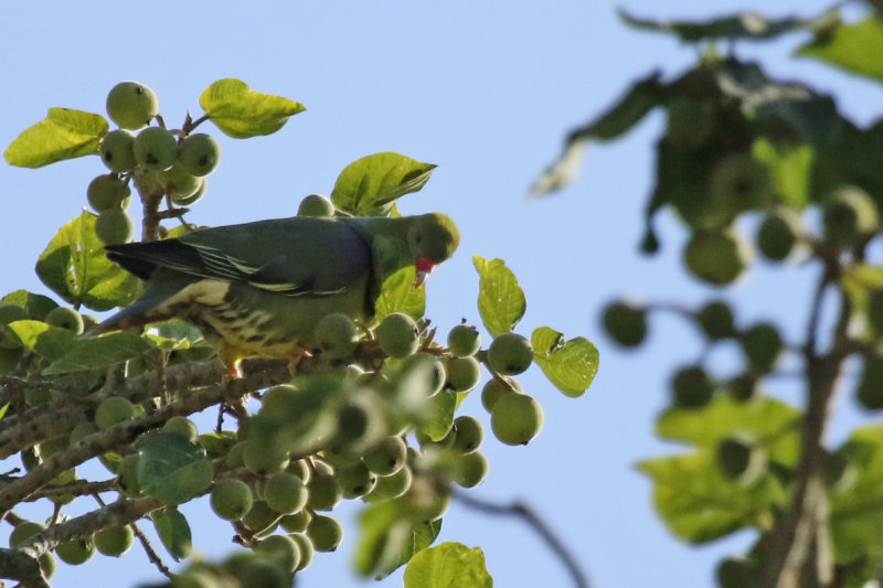 African Green Pigeon ssp nudirostris (Treron calvus nudirostris) Gambia - Brufut Woods