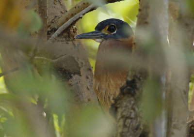 Gambia Birds: Herons to Raptors