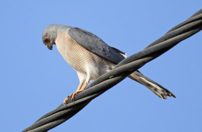 Shikra ssp sphenurus (Accipiter badius sphenurus) Gambia - Western Division WD