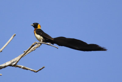 Exclamatory Paradise Whydah (Vidua interjecta)