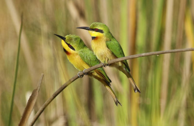 Gambia Birds: Bee-eaters to Falcons