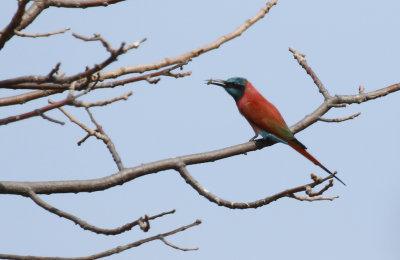 Northern Carmine Bee-eater (Merops nubicus)