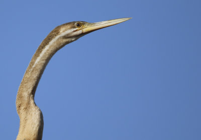 African Darter (Anhinga rufa)