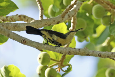 Copper Sunbird (Cinnyris cupreus)