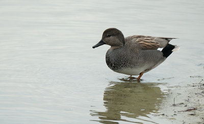 Krakeend / Gadwall (de Oelemars)