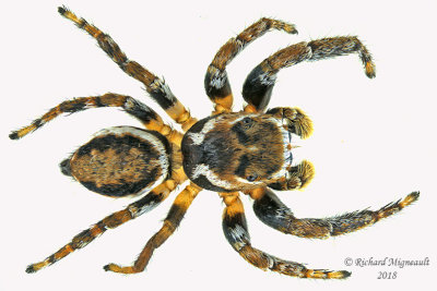 Jumping spider - Evarcha hoyi m18