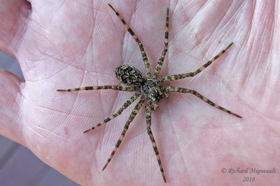 Nursery Web Spiders - Dolomedes scriptus, Fishing Spide m18