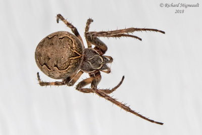 Orb Weaver - Larinioides sclopetarius - Gray Cross Spider 5 m18