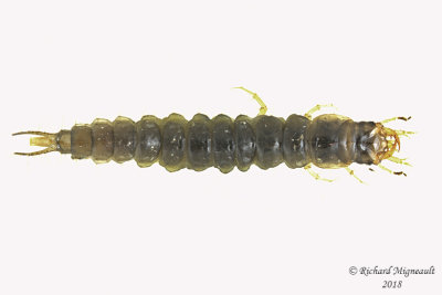 Ground beetle larva m18 7,6mm 