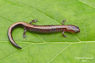 Salamandre cendre - Eastern Red-backed Salamander 3 m18