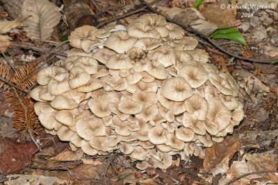 Pleurote corne d'abondance, Branching Oyster, Pleurotus cornucopiae m18