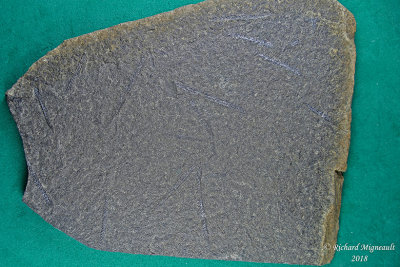 Graptolites 450 millions dannes 1 Edmundston, N.B. m18 