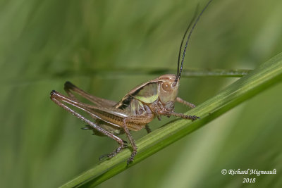 Katydid - Metrioptera roeselii, Shield-backed Katydid 2 m18