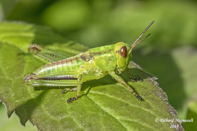 Differential Grasshopper - Melanoplus differentialis 1 m18