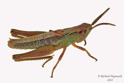 Marsh Meadow Grasshopper - Chorthippus curtipennis m18 