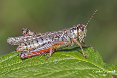 Red-legged Grasshopper - Melanoplus femurrubrum 1 m18