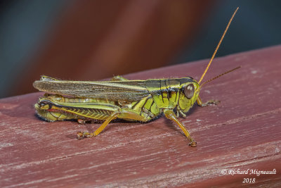 Two-Striped Grasshopper - Melanoplus bivittatus 1 m18