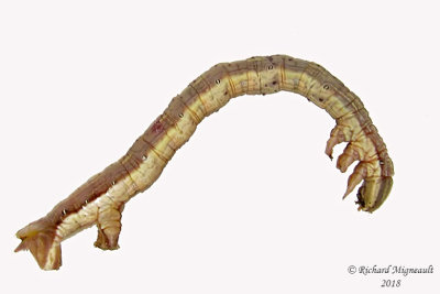 6744 - Geometrid Moth - Xanthotype attenuaria 1 m18
