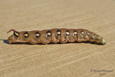 7893 – Gallium Sphinx Moth – Hyles gallii m18