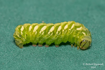 9633 - Silver-spotted Fern Moth - Callopistra cordata 1 m18