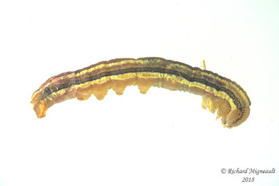 10431 - Wheat Head Armyworm - Dargida diffusa 2 m18 13,7mm