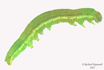 Chenille m18 12,4mm 718f
