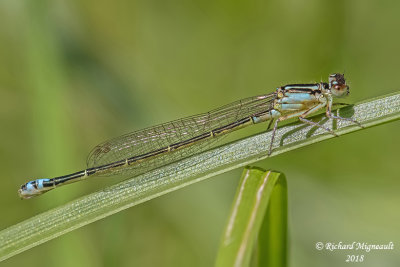 Narrow-winged Damselfly z4 m18 712