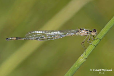 Narrow-winged Damselfly - Enallagma civile - Familiar Bluet, female 1 m18