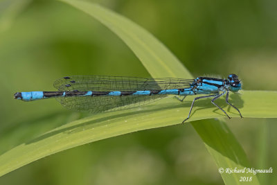 Narrow-winged Damselfly - Enallagma ebrium - Marsh bluet 2 m18