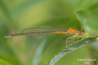 Narrow-winged Damselfly - Ischnura verticalis - Eastern Forktail, immature female m18 