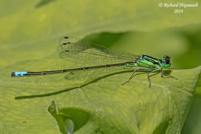 Narrow-winged Damselfly - Ischnura verticalis - Eastern Forktail, male 1 m18 
