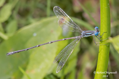 Spreadwing - Lestes rectangularis - Slender Spreadwing 1 m18