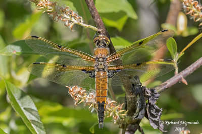 Skimmer - Libellula quadrimaculata - Four-spotted skimmer 1 m18