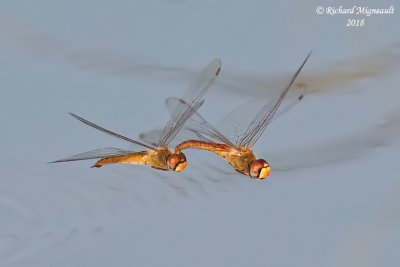 Skimmer - Sympetrum obtrusum - White-faced Meadowhawk 3 m18