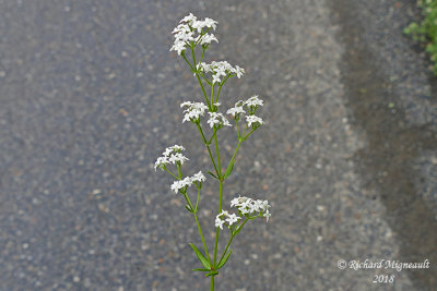 Gaillet boral - Northern bedstraw - Galiuim boreale 2 m18 