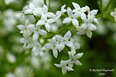 Gaillet boréal - Northern bedstraw - Galiuim boreale 3 m18