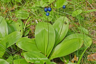 Clintonie borale - Bluebead-lily - Clintonia borealis 6 m18