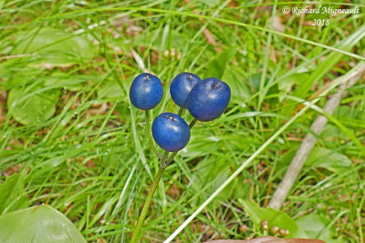 Clintonie borale - Bluebead-lily - Clintonia borealis 7 m18