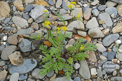 Rorippa sylvestre - Creeping yellow-cress - Rorippa sylvestris 2 m18