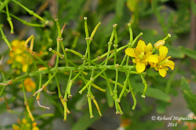 Rorippa sylvestre - Creeping yellow-cress - Rorippa sylvestris m18 