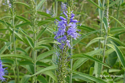 Vronique  longue feuilles - Long-leaved speedwell - Veronica longifolia 3 m18