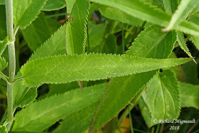 Vronique  longue feuilles - Long-leaved speedwell - Veronica longifolia 5 m18 