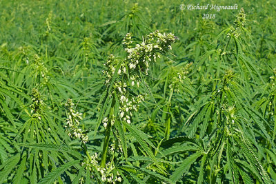 Chanvre cultiv - Hemp - Cannabis sativa 2 m18